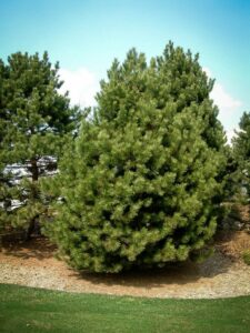 Сосна Чёрная (Pinus Nigra) купить по цене от 270.00р. в интернет-магазине «Посадика» с доставкой почтой в в Данилове и по всей России – [изображение №1].