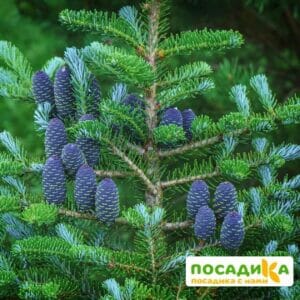 Пихта корейская (Abies koreana) купить по цене от 450.00р. в интернет-магазине «Посадика» с доставкой почтой в в Данилове и по всей России – [изображение №1].