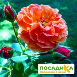 Роза Арабия купить по цене от 350.00р. в интернет-магазине «Посадика» с доставкой почтой в в Данилове и по всей России – [изображение №1].