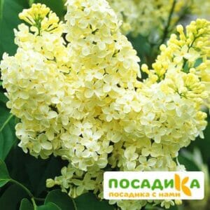 Сирень Примроуз (Primrose) купить по цене от 529.00р. в интернет-магазине «Посадика» с доставкой почтой в в Данилове и по всей России – [изображение №1].