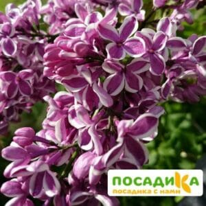 Сирень Сенсация купить по цене от 529.00р. в интернет-магазине «Посадика» с доставкой почтой в в Данилове и по всей России – [изображение №1].