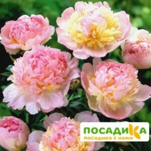 Пион Распберри Сандей (Paeonia Raspberry Sundae) купить по цене от 959р. в интернет-магазине «Посадика» с доставкой почтой в в Данилове и по всей России – [изображение №1].