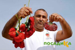 Клубника Гигант Джорнея купить по цене от 266р. в интернет-магазине «Посадика» с доставкой почтой в в Данилове и по всей России – [изображение №1].