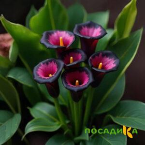 Калла Аура Лейс купить по цене от 400р. в интернет-магазине «Посадика» с доставкой почтой в в Данилове и по всей России – [изображение №1].