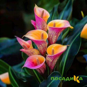 Калла Оникс купить по цене от 450р. в интернет-магазине «Посадика» с доставкой почтой в в Данилове и по всей России – [изображение №1].
