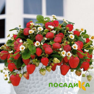 Клубника Рубиновый Шепот (горшечная) купить по цене от 240р. в интернет-магазине «Посадика» с доставкой почтой в в Данилове и по всей России – [изображение №1].