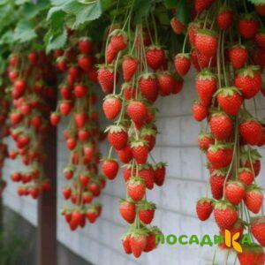 Клубника вьющаяся Комплимент купить по цене от 470р. в интернет-магазине «Посадика» с доставкой почтой в в Данилове и по всей России – [изображение №1].