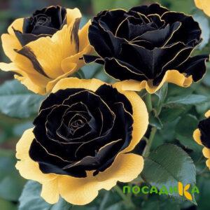 Роза Ханни Сикл купить по цене от 700р. в интернет-магазине «Посадика» с доставкой почтой в в Данилове и по всей России – [изображение №1].