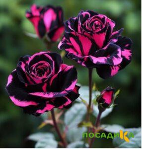 Роза Багровый Шепот купить по цене от 366р. в интернет-магазине «Посадика» с доставкой почтой в в Данилове и по всей России – [изображение №1].