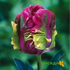 Тюльпан Экзотик Хэвен купить по цене от 186р. в интернет-магазине «Посадика» с доставкой почтой в в Данилове и по всей России – [изображение №1].